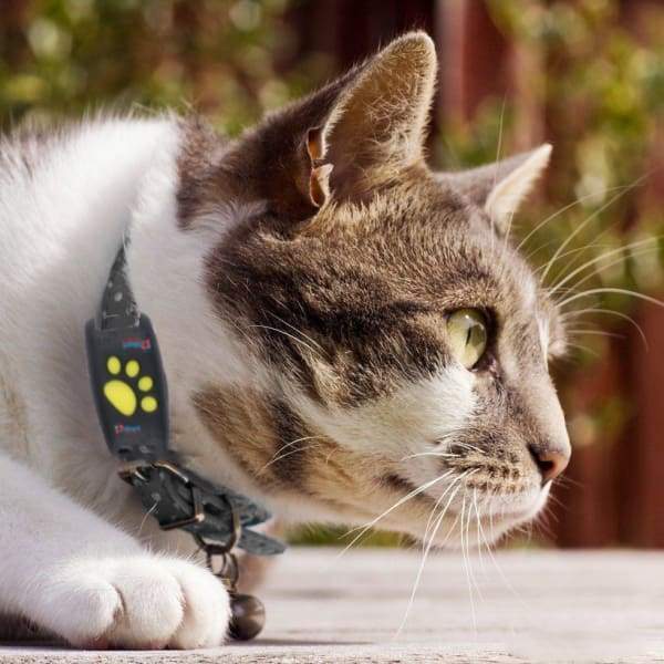 TrackCat | System GPS do Śledzenia Kotów z Aktualizacjami w Czasie Rzeczywistym