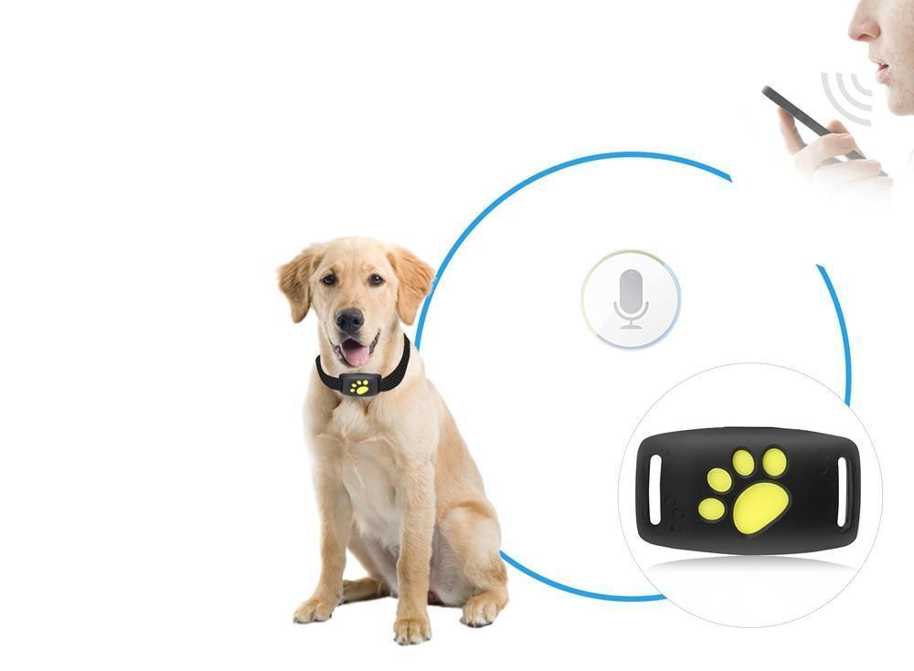 TrackCat | System GPS do Śledzenia Kotów z Aktualizacjami w Czasie Rzeczywistym