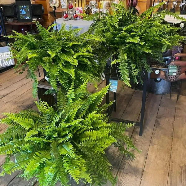 Kup jeden, drugi gratis | Realistyczna, odporna na promieniowanie UV sztuczna roślina Boston Fern